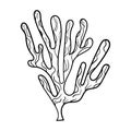 Sea coral shell pearl line art. Summer time beach shell. Vector hand drawn seashell. Royalty Free Stock Photo