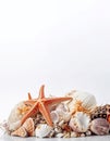 Sea coral shells travel banner. Generate Ai