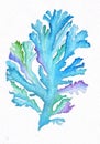 Sea coral watercolor drawing illustration