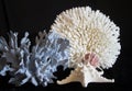 Sea Corals, Seashells, Starfish Royalty Free Stock Photo