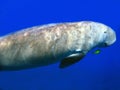 Sea cow (Dugon dugong)