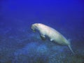 Sea cow (Dugong dugong) Royalty Free Stock Photo