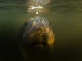 Sea cow or manatee or dugong swim in crystal clear fresh water and do breath Royalty Free Stock Photo