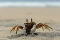 The sea crab