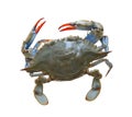 Sea Crab Royalty Free Stock Photo