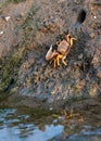 Sea crab, barrilete or violinist at low tide Royalty Free Stock Photo