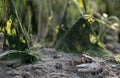 Sea crab, barrilete or violinist at low tide Royalty Free Stock Photo