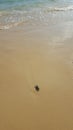 Sea crab basks on the picturesque seashore