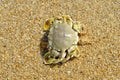 Sea crab with beach sand Royalty Free Stock Photo