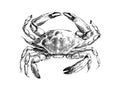 Sea crab hand drawn engraving style sketch Underwater animals Royalty Free Stock Photo