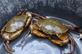 Sea crab