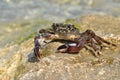 Sea crab on the rock Royalty Free Stock Photo