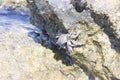 Sea crab on a rock on the Adriatic coast Royalty Free Stock Photo