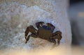 Sea crab on the rock Royalty Free Stock Photo