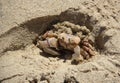 Sea crab in the sand Royalty Free Stock Photo