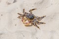 Sea crab on a sand at beach Royalty Free Stock Photo