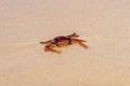 Sea crab on a sand at beach Royalty Free Stock Photo