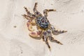 Sea crab on a sand at beach