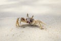 Sea crab on sand beach Royalty Free Stock Photo