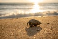 sea crab on sand on the beach in Thailand, close-up Royalty Free Stock Photo