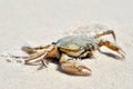 Sea crab on the sand on the seashore Royalty Free Stock Photo