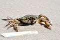 Sea crab on the sand on the seashore Royalty Free Stock Photo