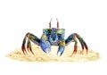 Sea crab on the sandy shore. Watercolor illustration. Hand drawn sea life marine animal. Bright crab on the sand Royalty Free Stock Photo