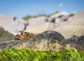 Sea crab sits on a rock with green algae Royalty Free Stock Photo