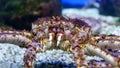 Sea crab underwater. Marine life close-up Royalty Free Stock Photo