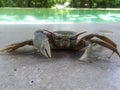 Sea crab by the villa pool