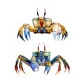 Sea crab watercolor illustration set. Hand drawn realistic wildlife underwater animal element. Beautiful bright two Royalty Free Stock Photo