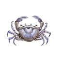 Sea crab watercolor painted illustration. Hand drawn organic sea food object. Blue shell aquatic crab on white background.