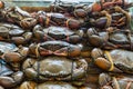 Sea-crabs tied with plastic-ropes on tray for cooking. Royalty Free Stock Photo