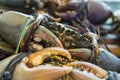 Sea-crabs tied with plastic-ropes on tray for cooking. Royalty Free Stock Photo