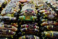 Sea crabs are tied with ropes waiting to be offered in the seaside markets Royalty Free Stock Photo