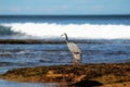 Sea Crane Royalty Free Stock Photo