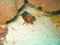 Sea creature on coral reef