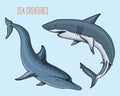 Sea creature dolphin and white shark. engraved hand drawn Royalty Free Stock Photo