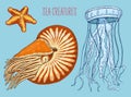 Sea creature nautilus pompilius, jellyfish and starfish. shellfish or mollusk or clam. engraved hand drawn in old sketch