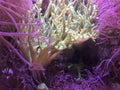 Sea creatures anemone