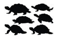 Sea creatures and reptiles like turtles walking in different positions. Wild turtle standing, silhouettes on a white background. Royalty Free Stock Photo