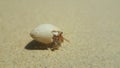 Sea Cuckoo walking on the beach in the morning. Royalty Free Stock Photo