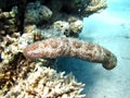 Sea cucumber Royalty Free Stock Photo
