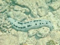 Sea cucumber Royalty Free Stock Photo