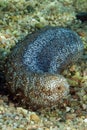 Sea Cucumber