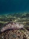 Sea Cucumber Royalty Free Stock Photo
