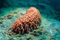 Sea cucumber Royalty Free Stock Photo