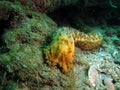 Sea Cucumber Royalty Free Stock Photo
