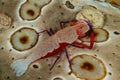 sea cucumber commensal emperor shrimp Royalty Free Stock Photo