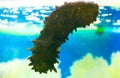 Sea Cucumber